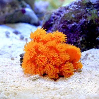 珊瑚  ナンヨウキサンゴ ナンヨウキサンゴ - 写真＆ダイビング クラブ