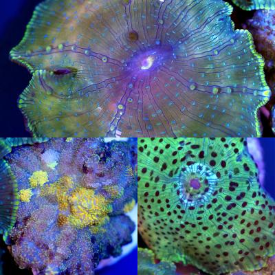 ディスクコーラルのおすすめ人気商品一覧 通販 - Yahoo!ショッピング