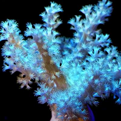 サンゴのおすすめ人気商品一覧 通販 - Yahoo!ショッピング