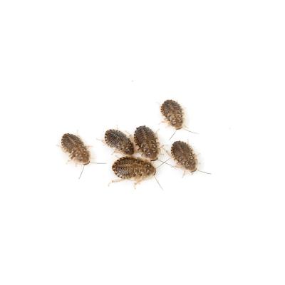 無添加デュビア Mサイズ 500g Amazon | feedbase デュビア Mサイズ 1.5～2.0cm 100匹 アルゼンチン