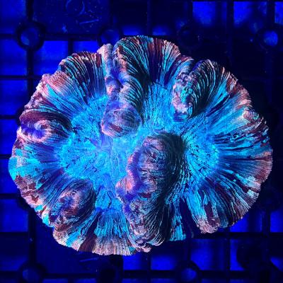 【★】特大　オオバナサンゴ 楽天市場】オオバナサンゴの通販