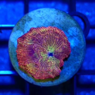 ディスクコーラルのおすすめ人気商品一覧 通販 - Yahoo!ショッピング