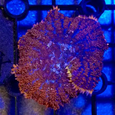 ディスクコーラルのおすすめ人気商品一覧 通販 - Yahoo!ショッピング