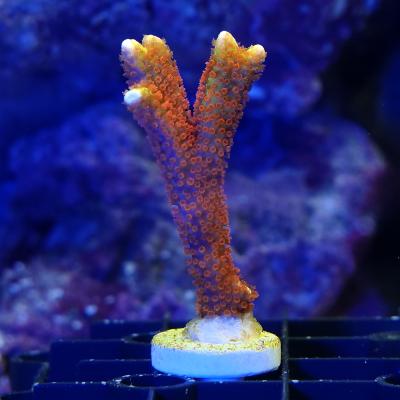 コモンサンゴのおすすめ人気商品一覧 通販 - Yahoo!ショッピング