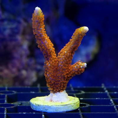 サンゴのおすすめ人気商品一覧 通販 - Yahoo!ショッピング