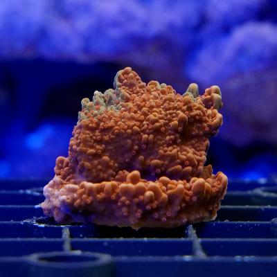 コモンサンゴのおすすめ人気商品一覧 通販 - Yahoo!ショッピング