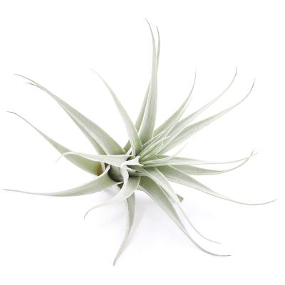 チランジアヒルダエのおすすめ人気商品一覧 通販 - Yahoo!ショッピング