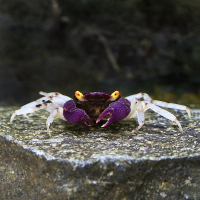 ザリガニ 生体のおすすめ人気商品一覧 通販 - Yahoo!ショッピング