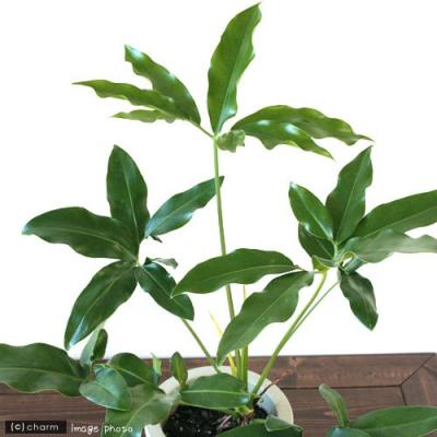 フィロデンドロン 7号（観葉植物） | 花、ガーデニング のおすすめ人気