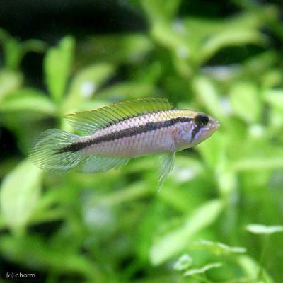 超レア 極美品！】南米ドワーフシクリッッド アピスト 図鑑