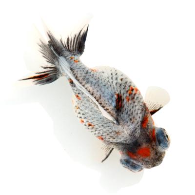 ピンポンパール（鑑賞魚生体）｜熱帯魚、アクアリウム用品 | ペット