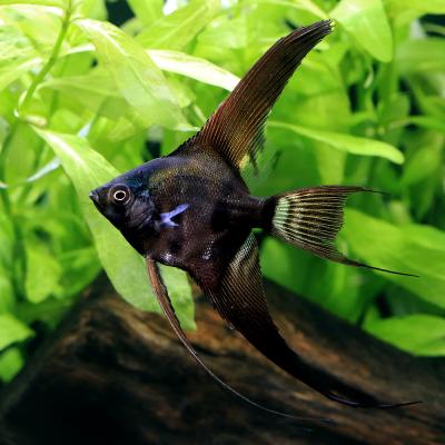 チャーム charm ヤフー店 - エンゼルフィッシュ｜Yahoo!ショッピング