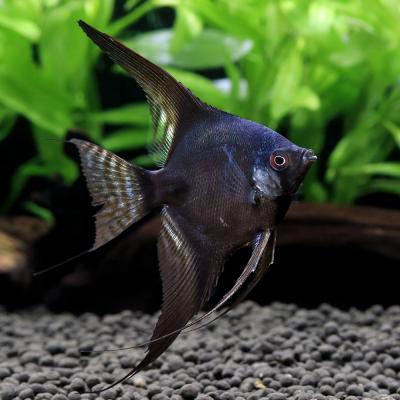 エンゼルフィッシュ（熱帯魚生体）｜観賞魚生体｜熱帯魚、アクアリウム