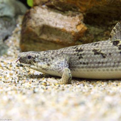 ポリプテルスデルヘッジ（熱帯魚生体）｜観賞魚生体｜熱帯魚