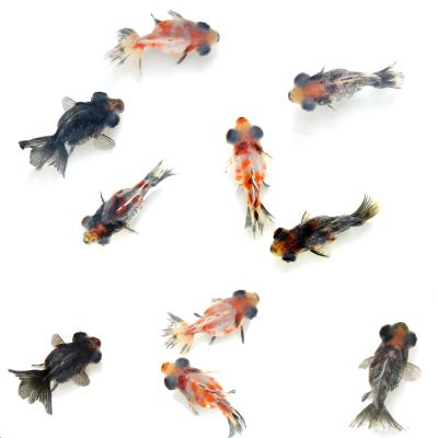 出目金 商品一覧 - チャーム charm ヤフー店 - 売れ筋通販 - Yahoo