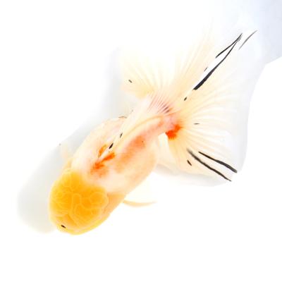 東錦（熱帯魚、アクアリウム用品） | ペット用品、生き物 のおすすめ