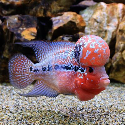 チャーム charm ヤフー店 - フラワーホーン・パロットファイヤー