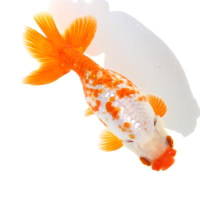 チャーム charm ヤフー店 - ランチュウ型｜Yahoo!ショッピング