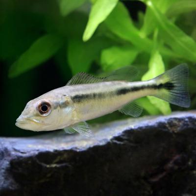 キクラのおすすめ人気商品一覧 通販 - Yahoo!ショッピング