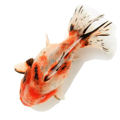 東錦（鑑賞魚生体）｜熱帯魚、アクアリウム用品 | ペット用品、生き物