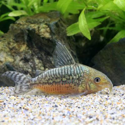 コリドラス コルレア（熱帯魚生体）｜観賞魚生体｜熱帯魚