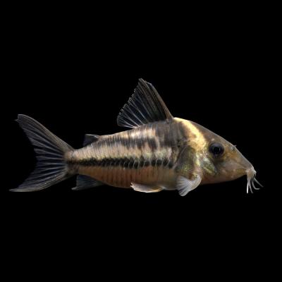 コリドラス コルレアのおすすめ人気商品一覧 通販 - Yahoo!ショッピング