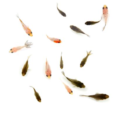 更紗 らんちゅうの商品一覧 通販 - Yahoo!ショッピング