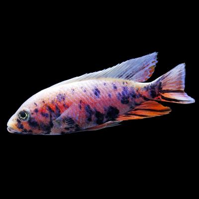熱帯魚 アフリカンシクリッドのおすすめ人気商品一覧 通販 - Yahoo