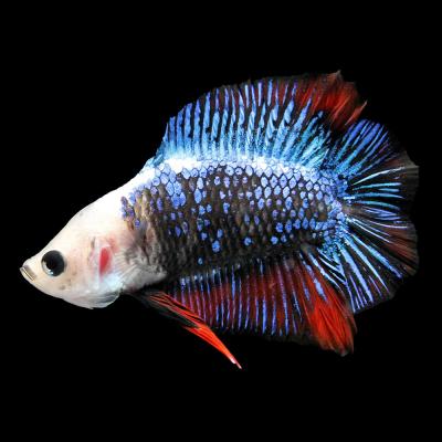 コイベタ ギャラクシー（熱帯魚、アクアリウム用品） | ペット用品
