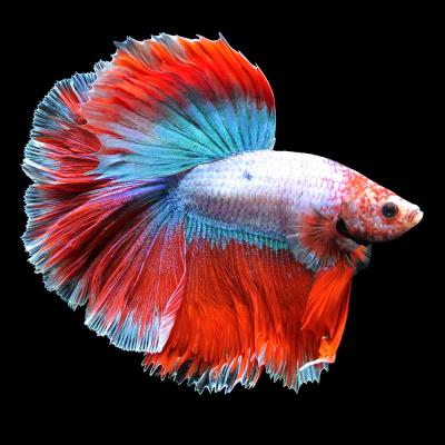 ベタ 熱帯魚 アルビノの商品一覧 通販 - Yahoo!ショッピング