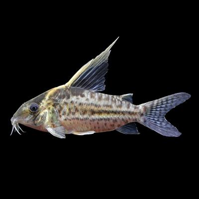 水槽関連　コリドラス　コルレアXLサイズ コリドラス コルレア（熱帯魚生体）｜観賞魚生体｜熱帯魚