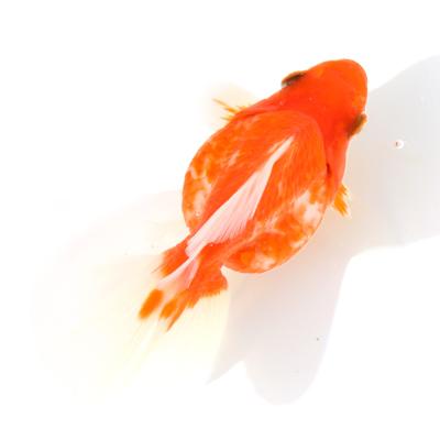琉金のおすすめ人気商品一覧 通販 - Yahoo!ショッピング