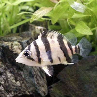 ダトニオプラスワン ±29㎝