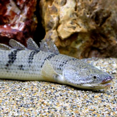 デルヘッジWILDロイヤルバンド 一点物約20cm【ポリプテルス 】