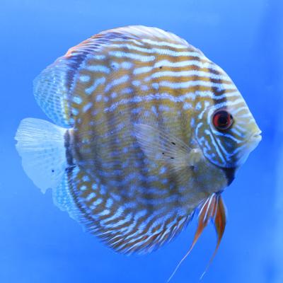 ブルーディスカスのおすすめ人気商品一覧 通販 - Yahoo!ショッピング