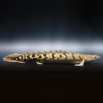ポリプテルスデルヘッジ（鑑賞魚生体）｜熱帯魚、アクアリウム用品 