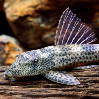 ワイルドオスカー 淡水魚】【通販】美種 ブラジル便 ワイルドオスカー イガラッペアスー