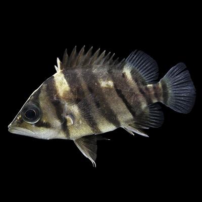 ダトニオプラスワン（熱帯魚生体）｜観賞魚生体｜熱帯魚、アクアリウム
