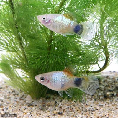 プラティ熱帯魚(熱帯魚生体)の商品一覧|観賞魚生体|熱帯魚 プラティ熱帯魚(熱帯魚生体)の商品一覧|観賞魚生体|熱帯魚
