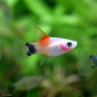 プラティ熱帯魚(熱帯魚生体)の商品一覧|観賞魚生体|熱帯魚 プラティ熱帯魚(熱帯魚生体)の商品一覧|観賞魚生体|熱帯魚