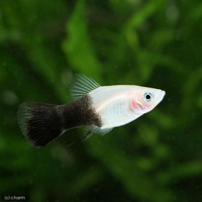 プラティ熱帯魚(熱帯魚生体)の商品一覧|観賞魚生体|熱帯魚 プラティ熱帯魚(熱帯魚生体)の商品一覧|観賞魚生体|熱帯魚