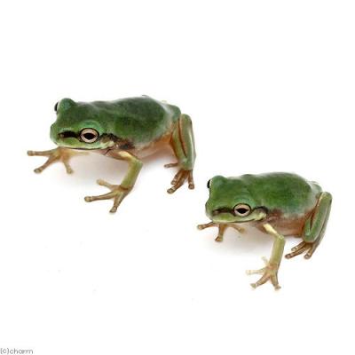 イエアメガエルのおすすめ人気ランキングTOP100 - Yahoo!ショッピング