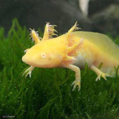 ウーパールーパーのおすすめ人気商品一覧 通販 - Yahoo!ショッピング