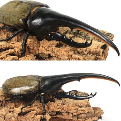 カブトムシ メスのおすすめ人気商品一覧 通販 - Yahoo!ショッピング