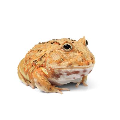 クランウェルツノガエルのおすすめ人気商品一覧 通販 - Yahoo!ショッピング