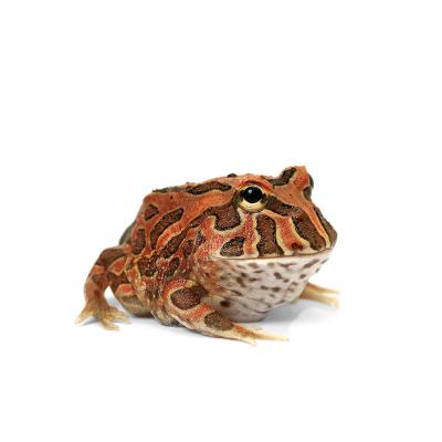●カエルの森工房　クランウェルツノガエル● ○カエルの森工房 クランウェルツノガエル○ クランウェルツノガエルの