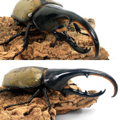 ヘラクレスのおすすめ人気ランキングTOP100 - Yahoo!ショッピング