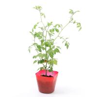 （観葉植物）野菜苗　トマト　マイクロトマト　３号（１ポット）　家庭菜園 