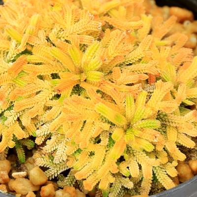 イワヒバ 種類（盆栽、苔玉） | 花、ガーデニング のおすすめ