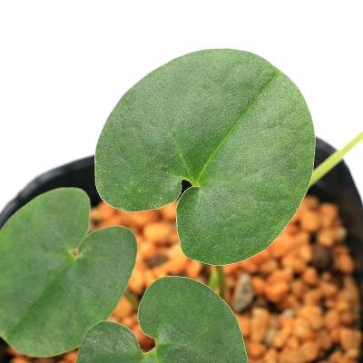 天然＊野生【全て今春の新芽＊お花沢山/カンアオイ＊寒葵】瑞々しく